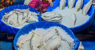 দুর্গাপূজাকে সামনে রেখে বাজারে সরবরাহ বাড়লেও চড়া ইলিশের দাম